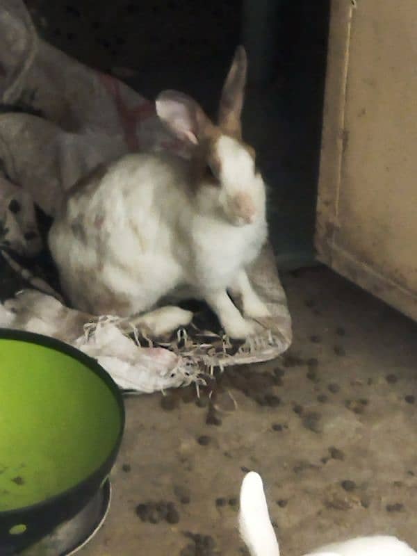 Rabbit female RS. 1550 (03294299399) 2