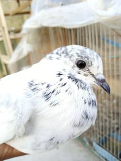 Sialkoti high flyer female for sale contact WhatsApp 03170223125