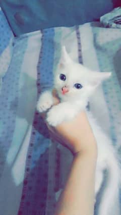 Persian kitten 03234315250