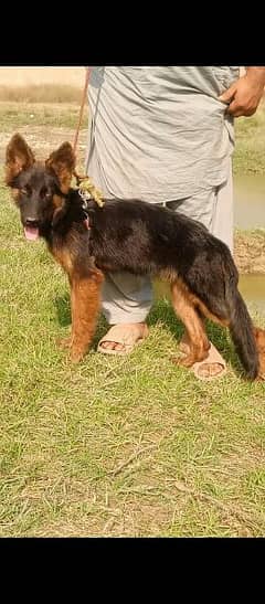 German Shepherd Double coat black mask Dog For Sale