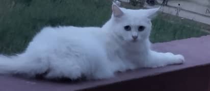 female white cat with blue eyes for sale