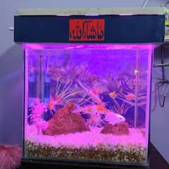 fish aquarium with complete accessories and perfectly maintained