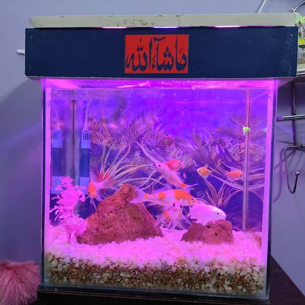 fish aquarium with complete accessories and perfectly maintained 0