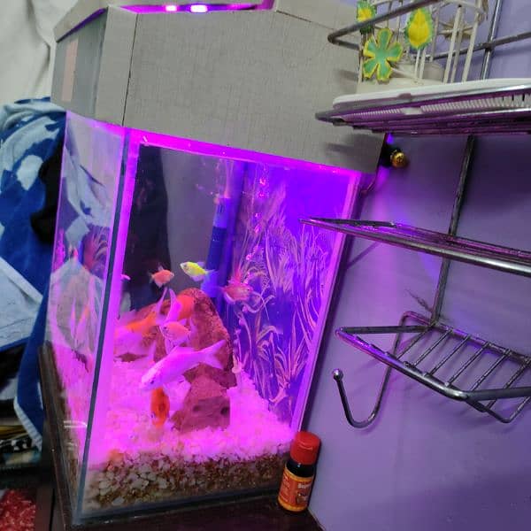 fish aquarium with complete accessories and perfectly maintained 2