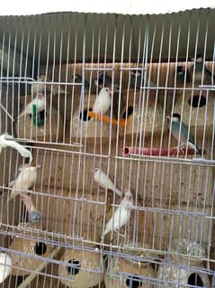 Java birds breeder pairs white gray fawn all pairs fawn splits