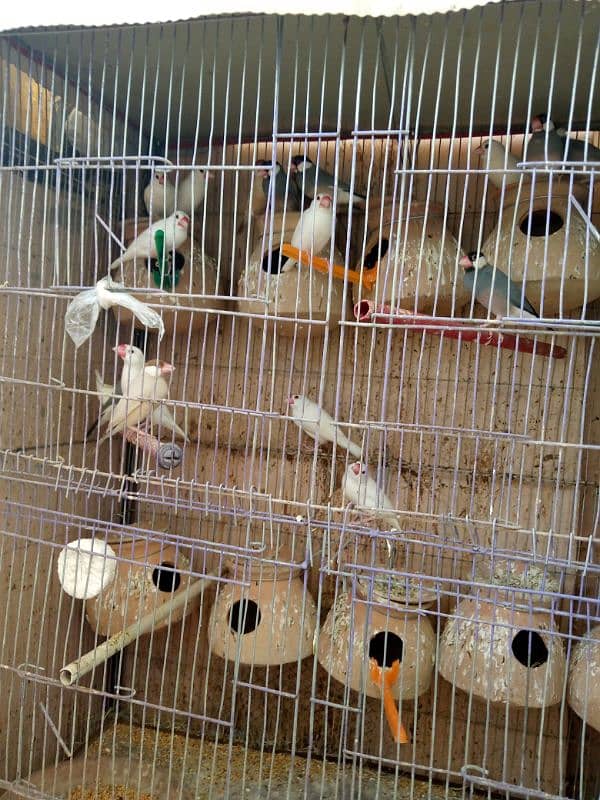 Java birds breeder pairs white gray fawn all pairs fawn splits 1