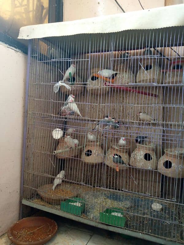 Java birds breeder pairs white gray fawn all pairs fawn splits 2