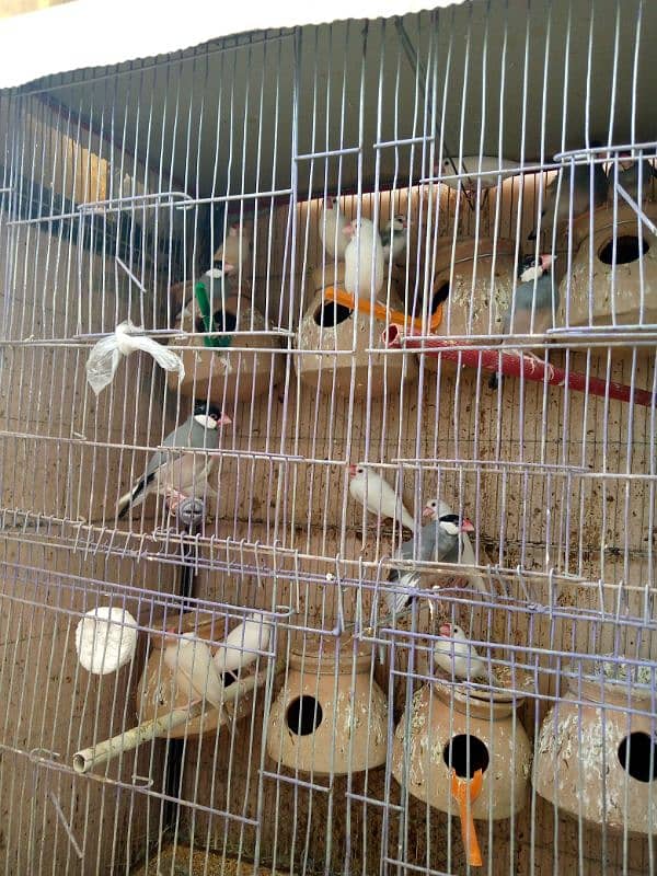 Java birds breeder pairs white gray fawn all pairs fawn splits 3