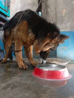 German shepherd long coat