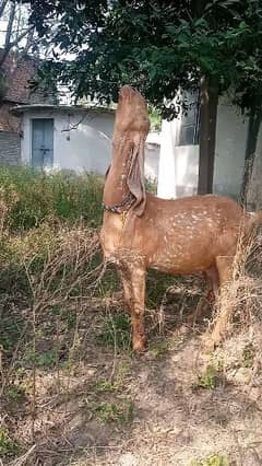 Mahi Cheni  breed Goat