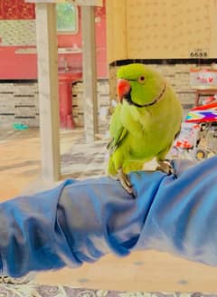 green parrot for sale need cash jazak Allah