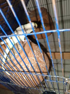 Australian  parrots Pair Available egg and chiks