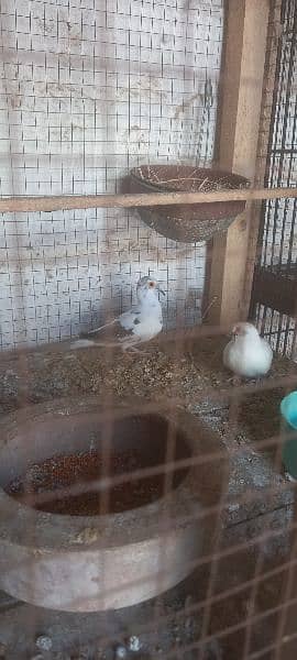 dove for sale 3