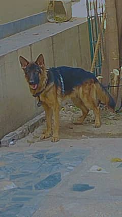 German shepherd male for sale black mask