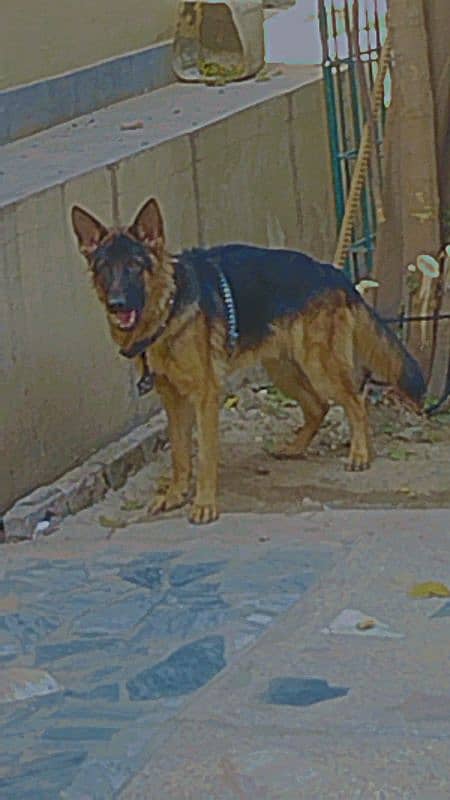 German shepherd male for sale black mask 0