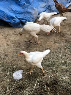 Heera Paper White Aseel Hens