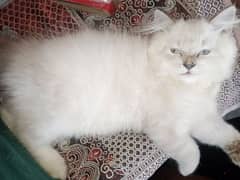 Persian triple coat kitten