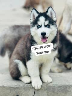 Siberian Husky puppies for sale