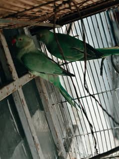 Green parrot