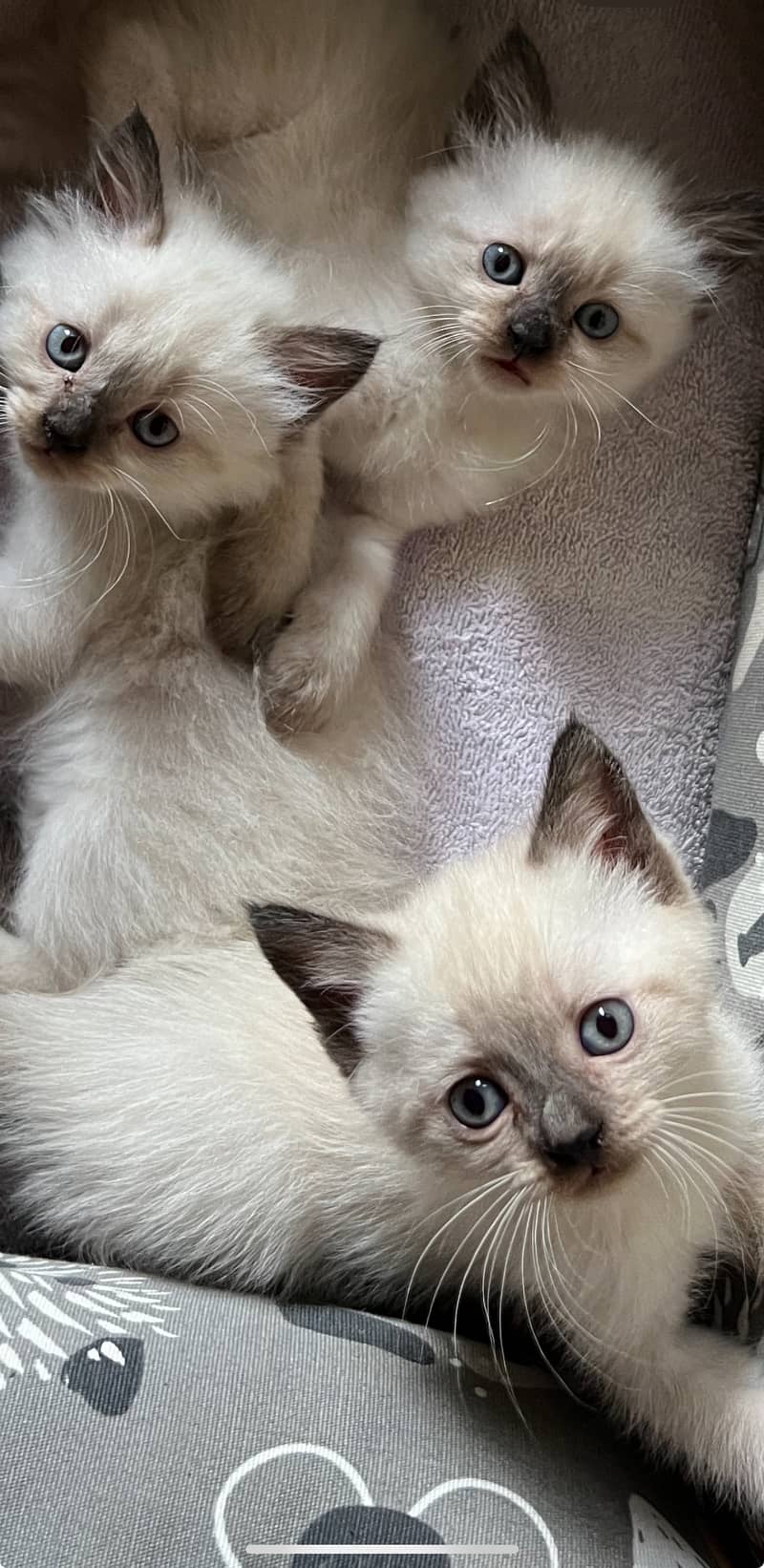 Siamese kittens 3