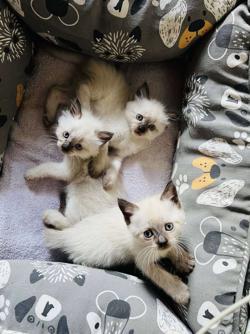 Siamese kittens 4