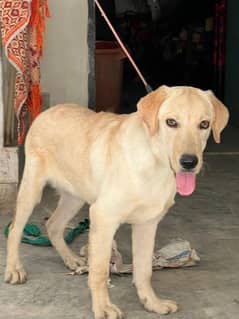 Amarcan Lab Male Dog No pedigree