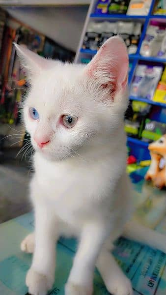 Persian Short Hairs odd eye's male 1