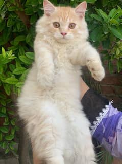 brown Persian triple coated male