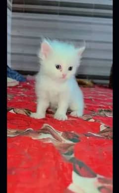 Persian cat kitten Panch face male and female both available