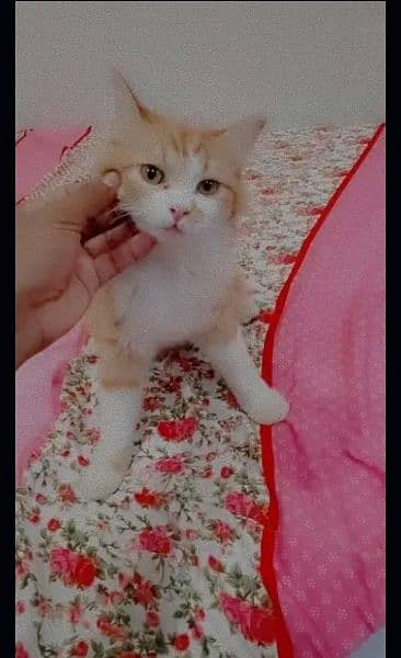 Persian cat kitten Panch face male and female both available 1