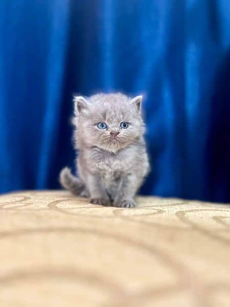 Persian kittens Available WHATSAPP number 03257190302 1