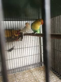 Mix Birds for sale