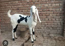 4 bakri haa 03044755443 whatsapp call number