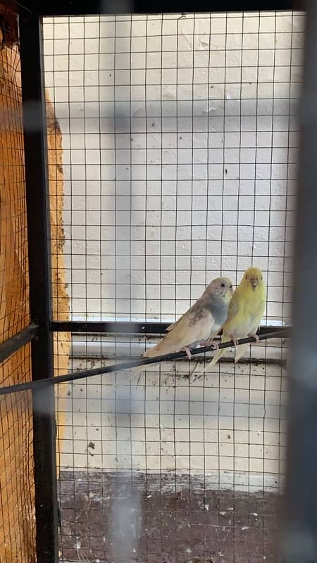 3 pairs red eyes budgies with cage 1