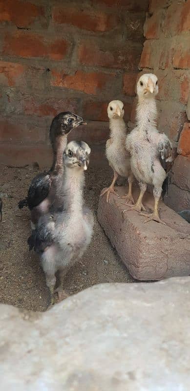 Shamo thai Chicks For Sale 1