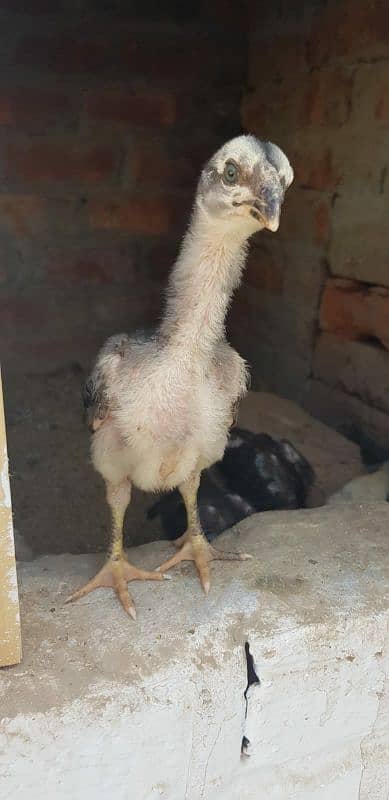 Shamo thai Chicks For Sale 2