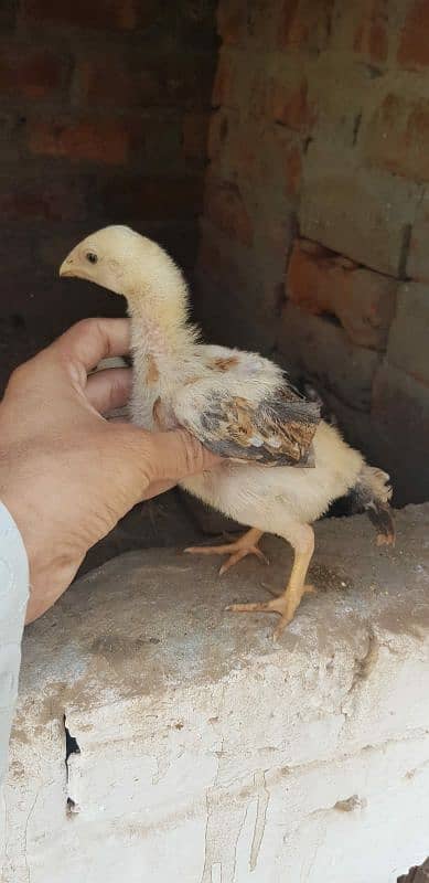 Shamo thai Chicks For Sale 5