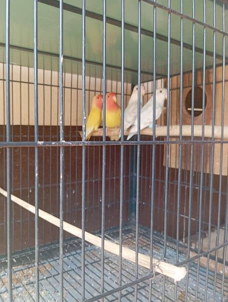 Love Birds for sale 3