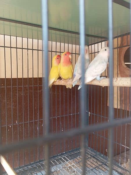 Love Birds for sale 4