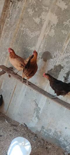 golden misri egg laying hens female