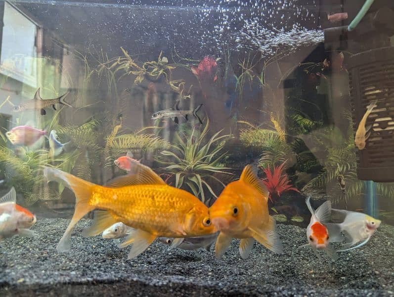 Oscar and others fish are available at reasonable price 1