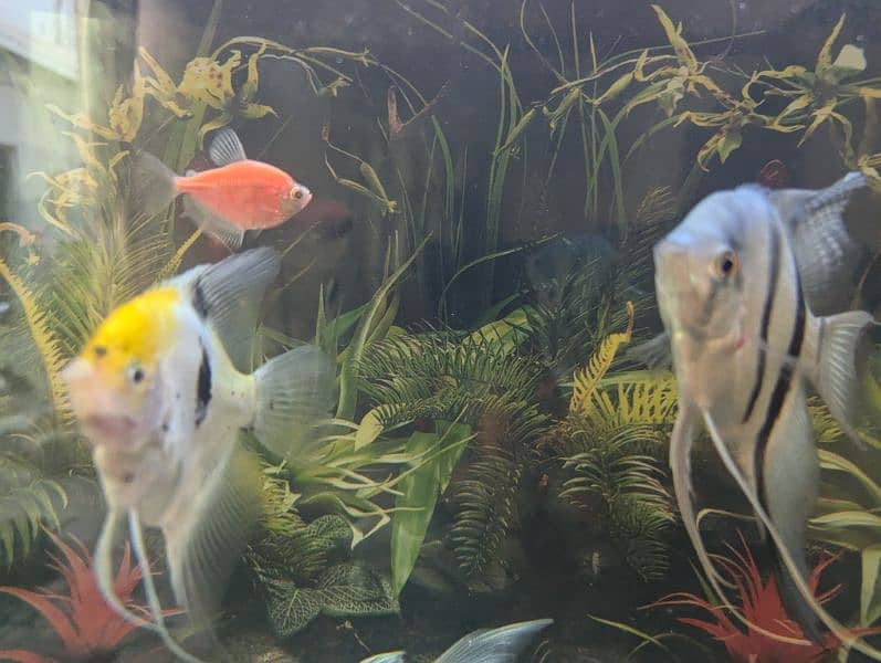 Oscar and others fish are available at reasonable price 2