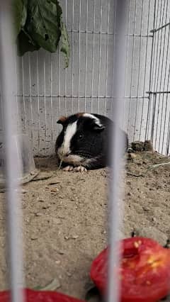 Cute Tamed Guinea Pigs