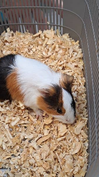 Cute Tamed Guinea Pigs 1