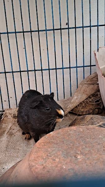 Cute Tamed Guinea Pigs 2