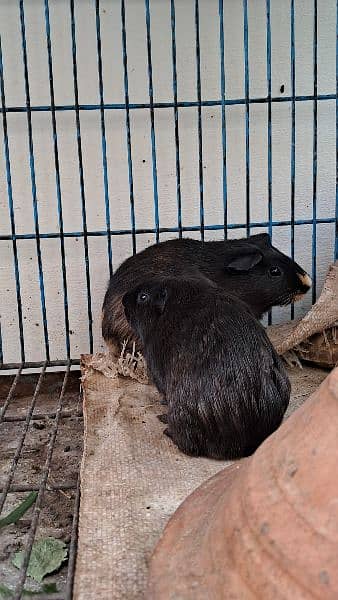 Cute Tamed Guinea Pigs 3