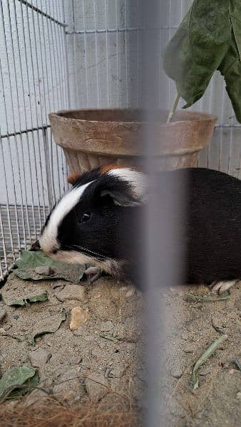 Cute Tamed Guinea Pigs 4