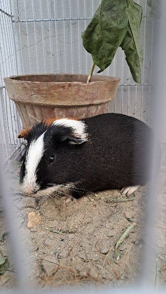 Cute Tamed Guinea Pigs 5