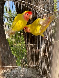 Yellow lutino love birds pair