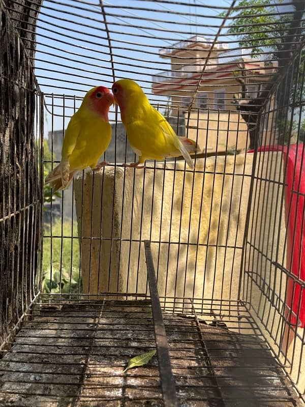 Yellow lutino love birds pair 2